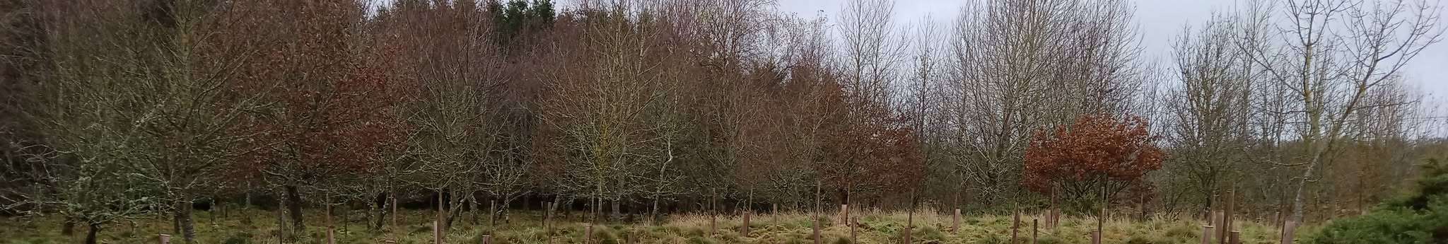 Community Woodland